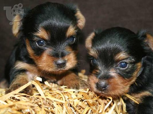 PoulaTo: yorkshire Mini puppies 80€